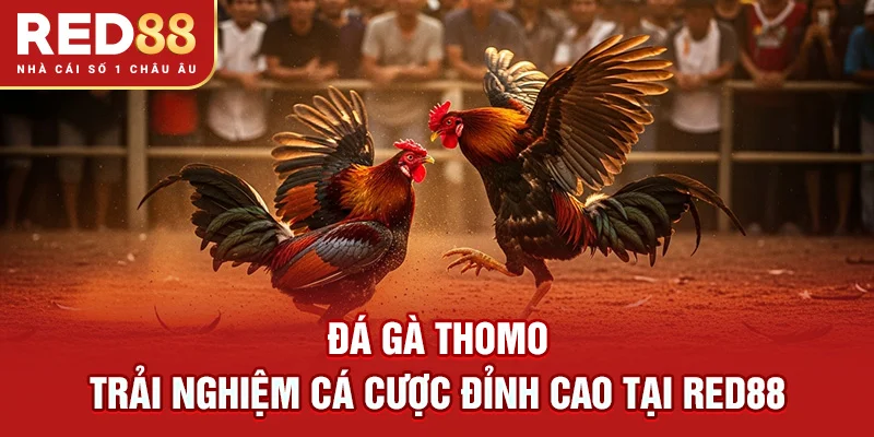 Đá Gà Thomo – Trải Nghiệm Cá Cược Đỉnh Cao Tại RED88