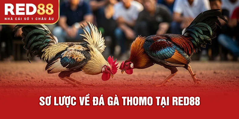 Sơ lược về đá gà Thomo tại RED88