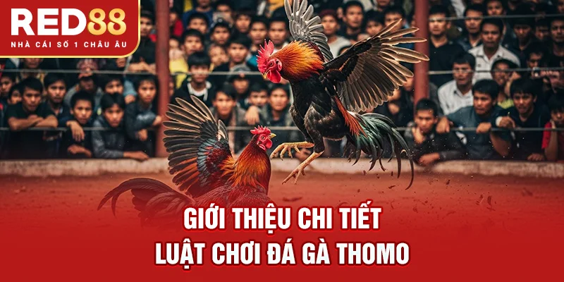 Giới thiệu chi tiết luật chơi đá gà Thomo