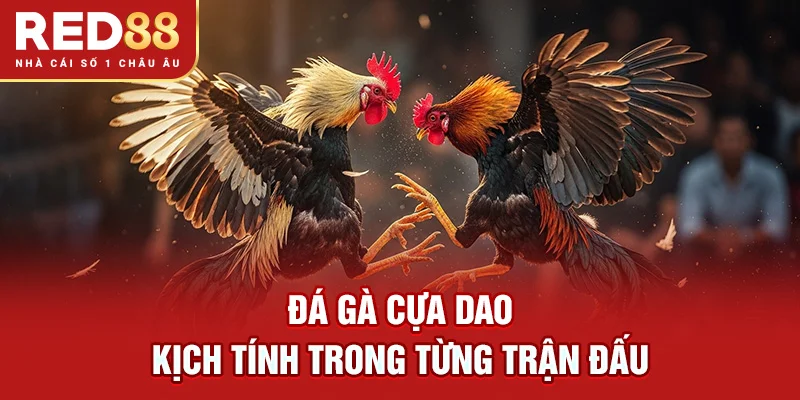 Đá Gà Cựa Dao – Kịch Tính Trong Từng Trận Đấu