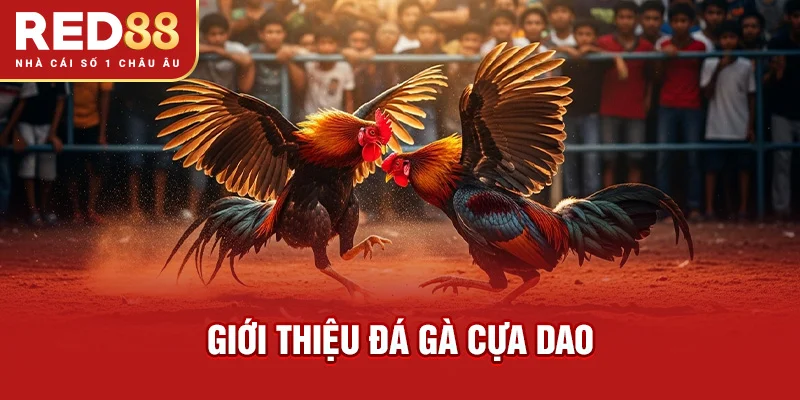 Giới thiệu đá gà cựa dao