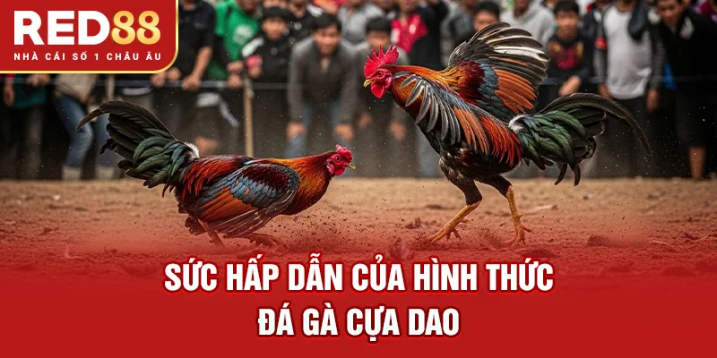 Sức hấp dẫn của hình thức đá gà cựa dao